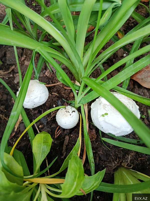 Image 17