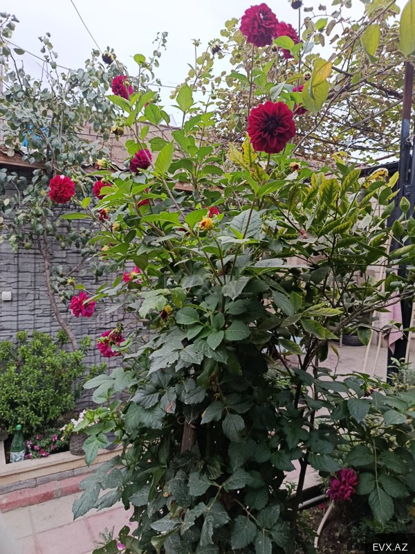 Image 20