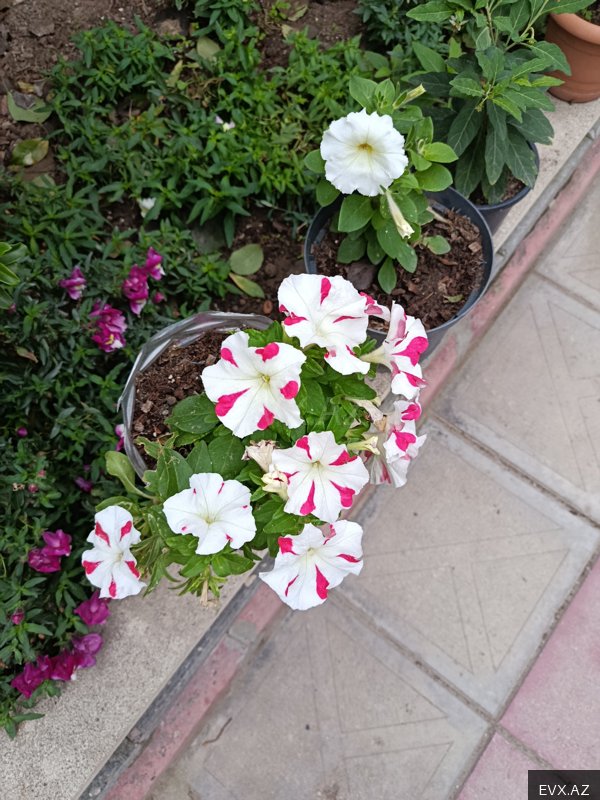 Image 18