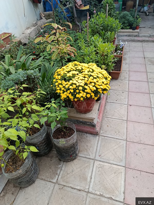 Image 15