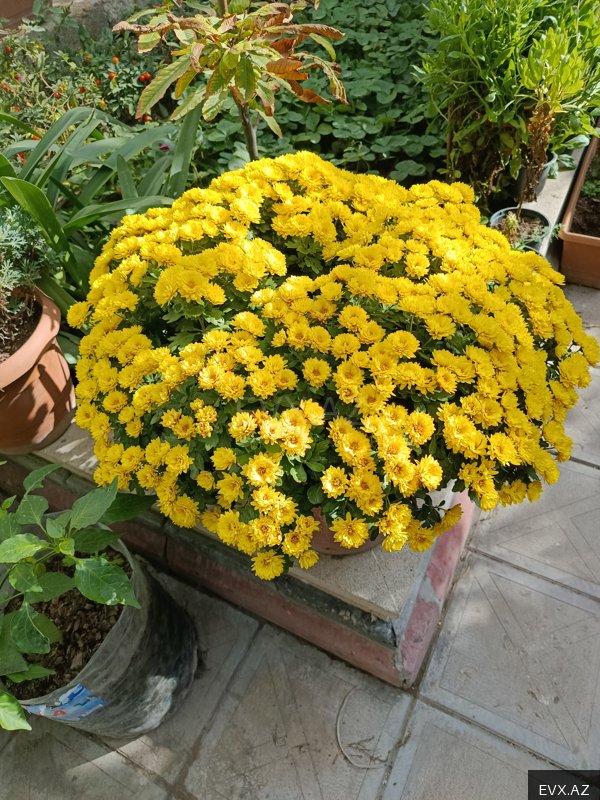 Image 14